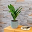 Picture of Aspidistra elatior and pot cover