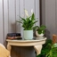 Picture of Spathiphyllum wallisii Bellini and pot cover