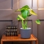 Picture of Monstera deliciosa and pot cover