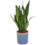 Picture of Sansevieria zeylanica and pot cover