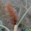 Picture of Foeniculum vulgare Giant Bronze