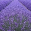 Picture of Lavandula angustifolia Munstead