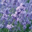 Picture of Lavandula angustifolia Melissa Lilac ('Dow4') (PBR)