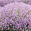Picture of Lavandula angustifolia Rosea