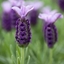 Picture of Lavandula stoechas subsp. stoechas Lilac Wings ('Prolil') (PBR)