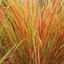 Picture of Anemanthele lessoniana