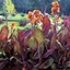 Picture of Canna Phasion