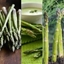 Picture of asparagus collection