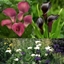 Picture of Zantedeschia collection