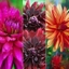 Picture of Vibrant dahlia collection