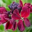 Picture of wallflower Purple Shades