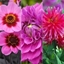 Picture of Irresistible Pink dahlia collection