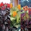 Picture of Tropicana Cannas