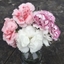 Picture of Award-winning dianthus collection