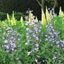 Picture of Chelsea favourites plant combination