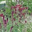 Picture of Aquilegia and Lysimachia plant combination