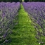 Picture of Lavandula × intermedia Phenomenal ('Niko') (PBR)