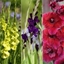 Picture of Venetian Gladioli collection