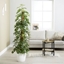 Picture of Schefflera arboricola Gold Capella and pot cover