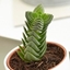 Picture of Crassula Buddha’s Temple
