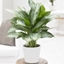Picture of Aglaonema 'Jubilee Compacta' and pot cover