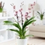 Picture of Oncidium 'Katarina Zoch' and pot cover