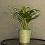 Picture of Aglaonema 'Jubilee Compacta' and cast aluminium pot cover