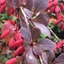 Picture of Berberis thunbergii f. atropurpurea