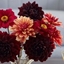 Picture of A touch of velvet dahlia collection
