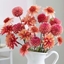 Picture of Tangerine dream dahlia collection
