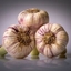 Picture of garlic Germidour