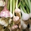 Picture of Connoisseurs garlic collection for autumn planting
