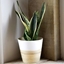 Picture of Sansevieria trifasciata var. laurentii and pot cover