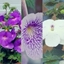 Picture of Achimenes collection