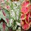 Picture of Colourful Caladium collection