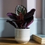 Picture of Calathea Little Princess and pot cover