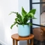 Picture of Asplenium nidus Campio and pot cover