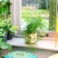 Picture of Asparagus setaceus and pot cover
