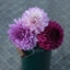 Picture of Blues and royals dahlia collection