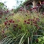 Picture of Aquilegia and Anemanthele plant combination
