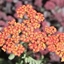 Picture of Achillea Walther Funcke