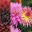 Picture of Karma series dahlia collection