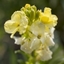 Picture of wallflower Primrose Dame