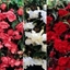 Picture of Begonia collection for Hanging baskets & pots