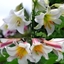 Picture of Best white lilies collection