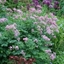 Picture of Thalictrum and Astrantia plant combination