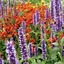 Picture of Agastache and Helenium plant combination
