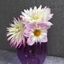 Picture of Romantic dahlia collection
