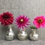 Picture of Ruby jewels dahlia collection