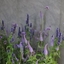 Picture of Spires and spots plant combination